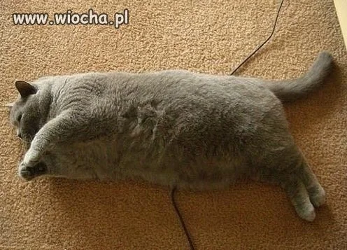 Puma po świętach