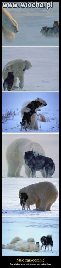 Fight
