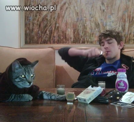 Kocia mafia