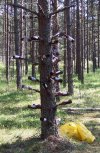 Drzewo butelkowe