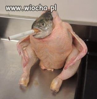 KaczkoRyba