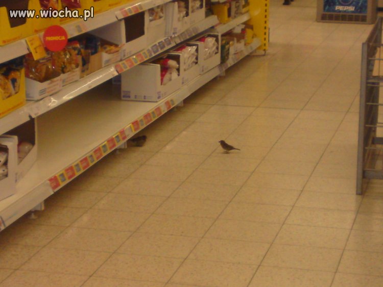 Tesco dla Ciebie dla ptaków 