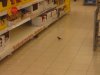 Tesco dla Ciebie dla ptaków 