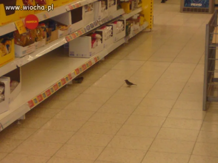 Tesco dla Ciebie dla ptaków 