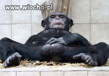 Małpa też człowiek