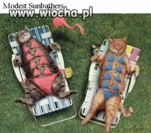 Wypoczynek kotów. 