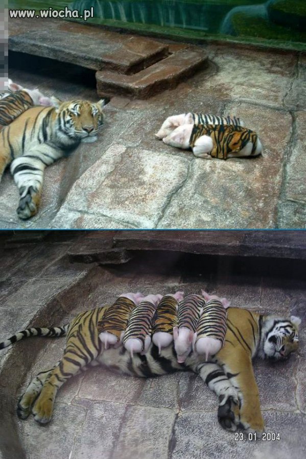 Ktoś jej podrzucił świnie