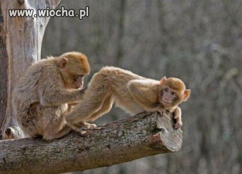 Hahaha...