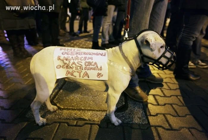 Może to w końcu do kogoś trafi ? 