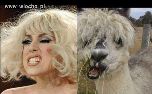 Lady Gaga.