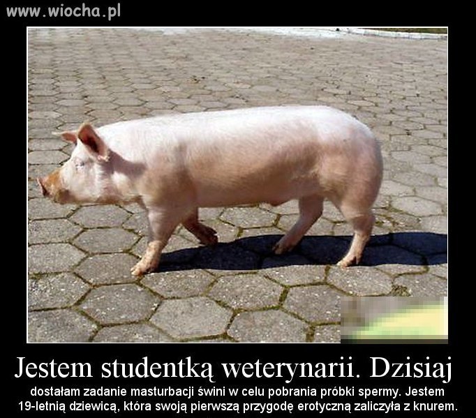 Sexi ten prosiaczek 