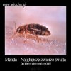 Menda 