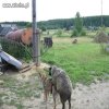 Czarna owca