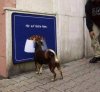 Ktoś porzucił psa a ten głodny na łeb dostastaje!