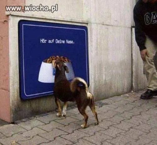 Ktoś porzucił psa a ten głodny na łeb dostastaje!