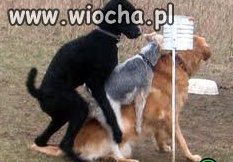 To dopiero będzie krzyżówka