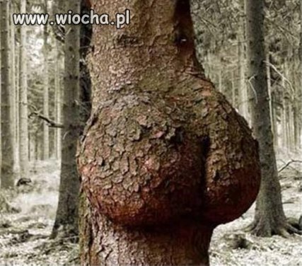 Niespodziewany widok..