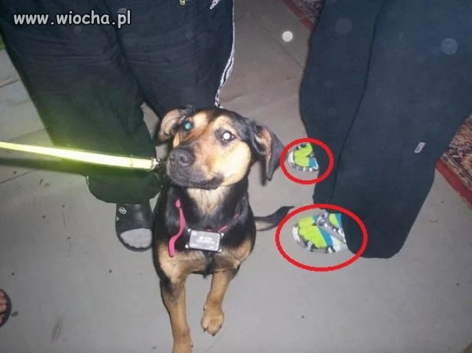 Nowa moda