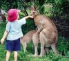 Dlaczego nie należy dokarmiać zwierząt w zoo?