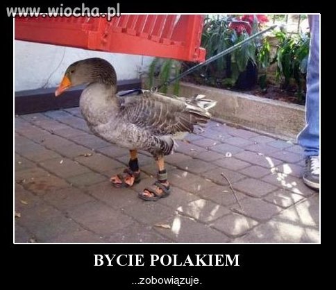 Popatrzcie na piękne 
