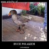 Popatrzcie na piękne 