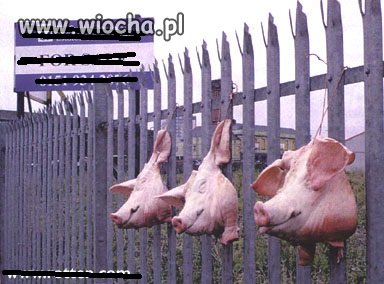 Były sobie świnki trzy...