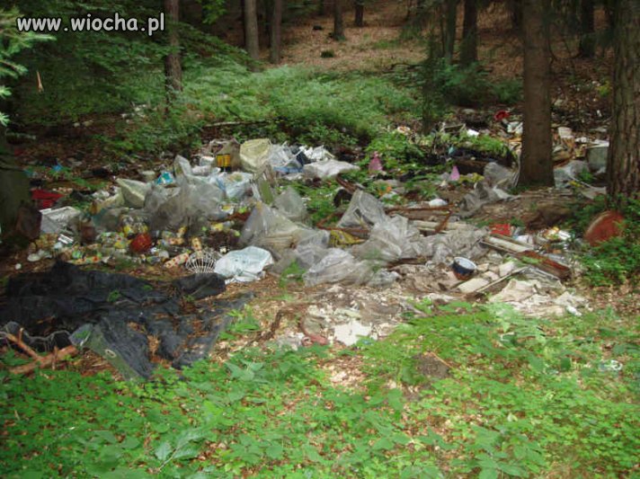 Wiochą jest to, że z lasów robione są śmietniki