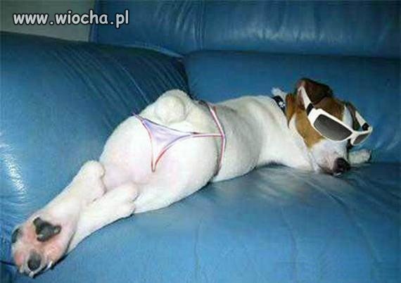 Właściciel to idiota...