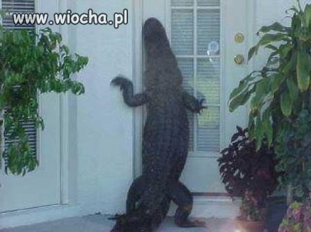 Puk, Puk.