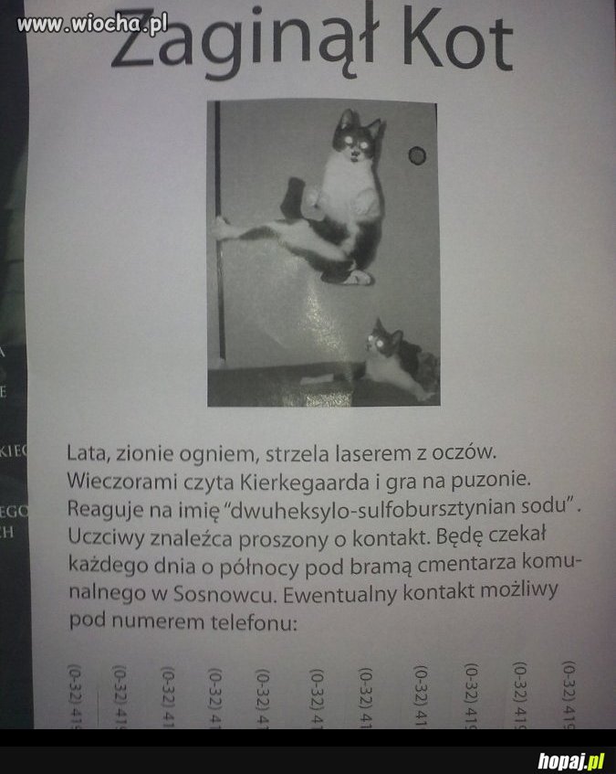 Zaginął Kot!!! 