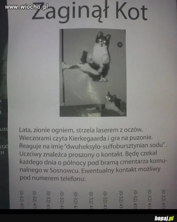 Zaginął Kot!!! 