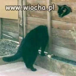 Kotek o długiej szyi
