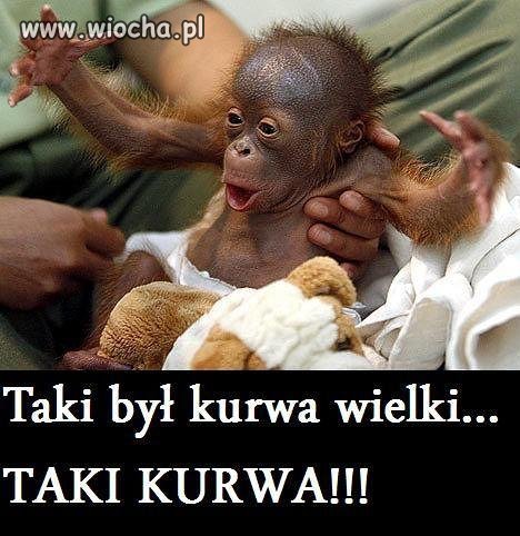 Wielki!!! Jaki??