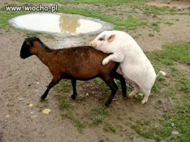 Niewyżyta Kózka