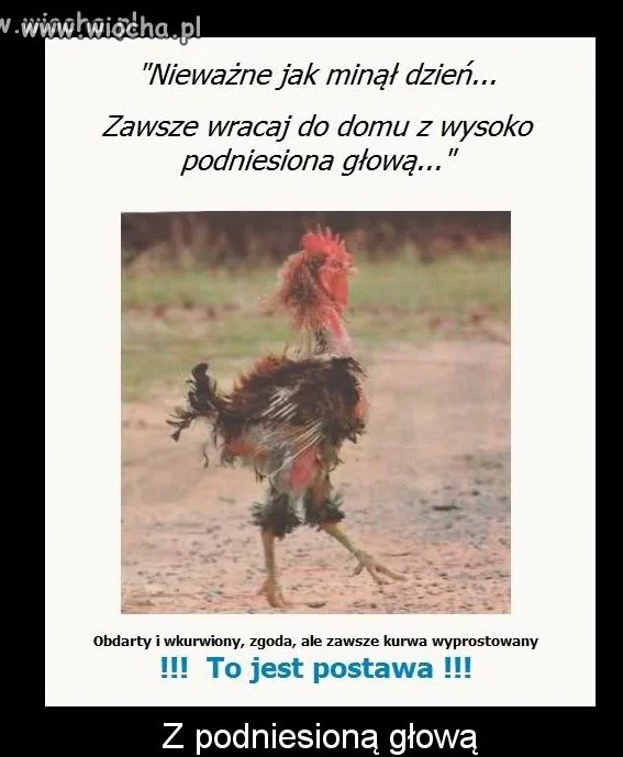 Zmęczony kurczak