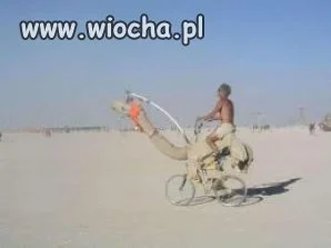 Jak nie stać na wielbłąda to...
