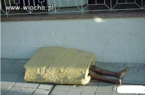 Pan gąbka