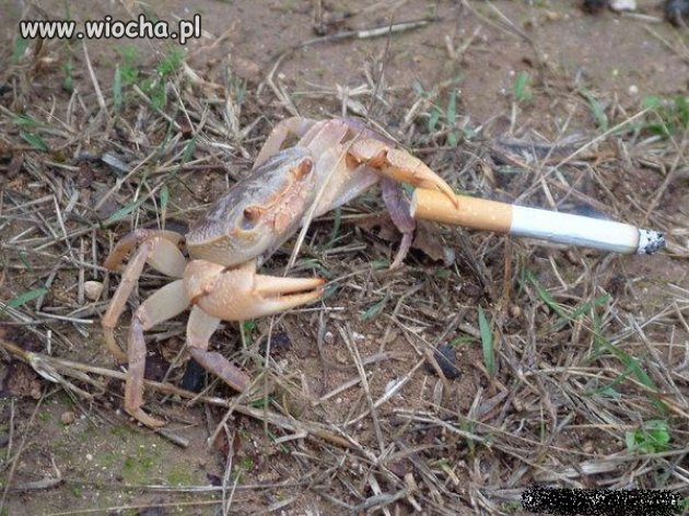 Nałogi