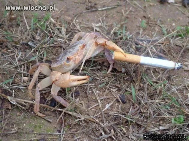 Nałogi