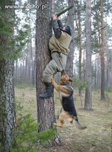 Dobry pies...