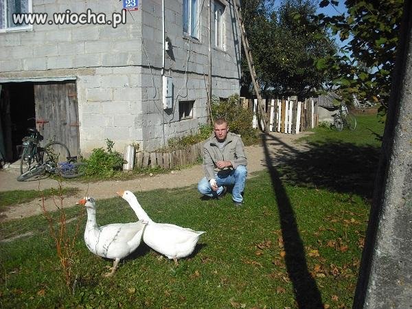 Opis pod zdjęciem  "Takie tam z gęsiami"