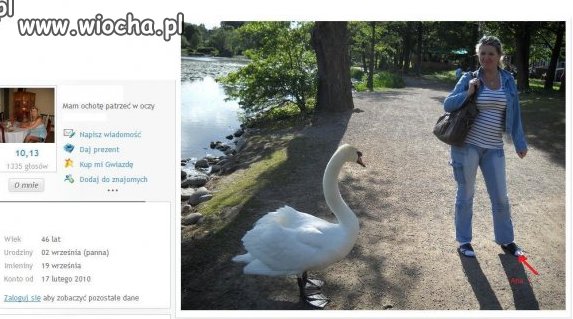 Postawa jest, łabędź jest... 