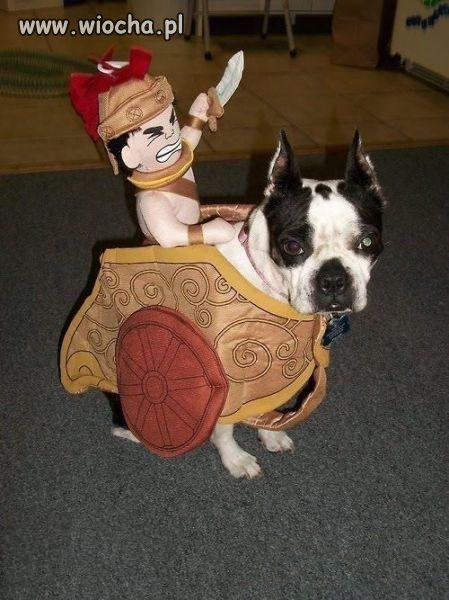 Do boju!!