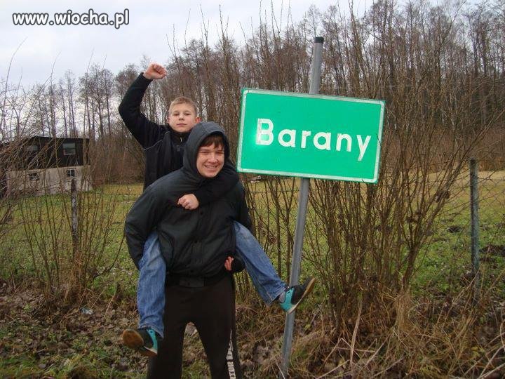 Wiocha wiocha wiocha i barany koło ulicy