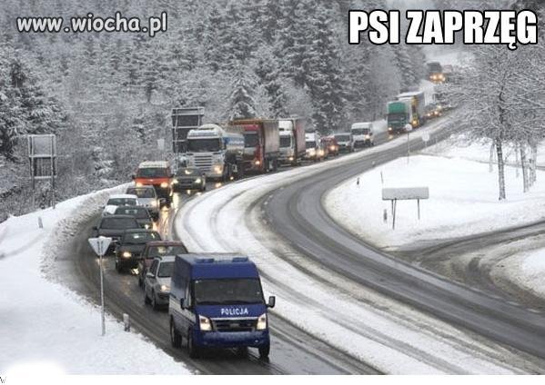 Psi zaprzęg... 