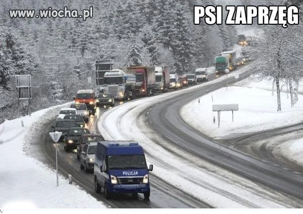 Psi zaprzęg... 