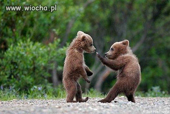 Kung Fu Panda nie istnieje!
