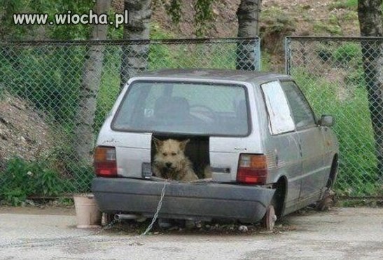 Choć pies i buda miastowe, to jednak foto wioskowe