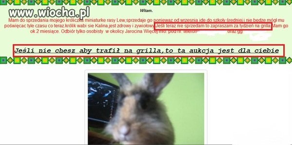 Królik na grilla