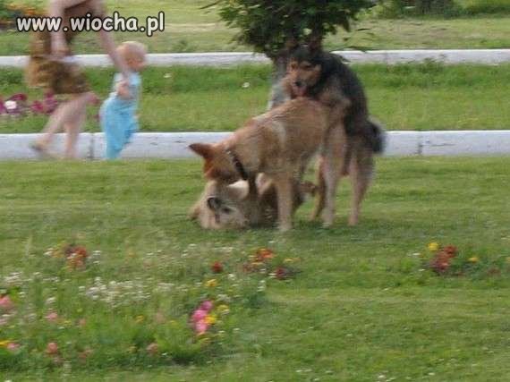 Czyżby trójkącik